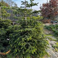 Albero di natale