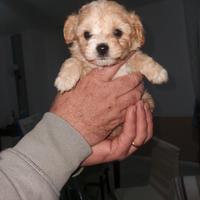 Cuccioli Maltipoo 60 gg di vita
