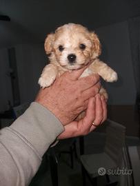 Cuccioli Maltipoo 60 gg di vita