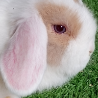 Conigli minilop ariete nano