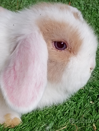 Conigli minilop ariete nano