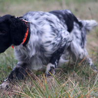 Setter Inglese pronta caccia