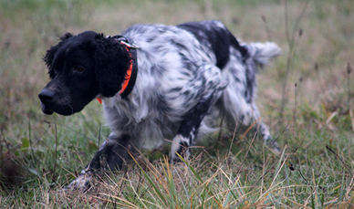 Setter Inglese pronta caccia