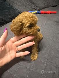 Barboncino mini toy