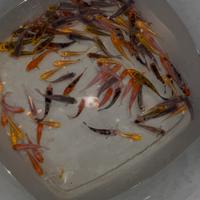 Carpe koi Liguria
