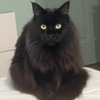 Maine coon femmina 3 anni