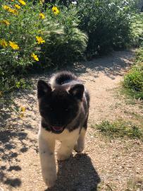 Akita Americano Cuccioli
