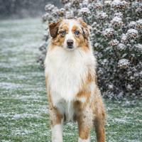 Maschio pastore australiano