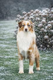 Maschio pastore australiano