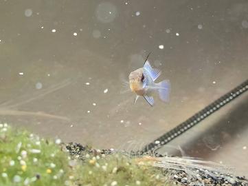 Cessione Ramirezii Electric Blue