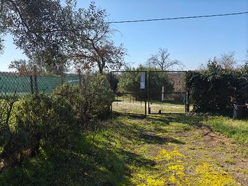 Oliveto con pozzo