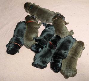 Cuccioli Labrador neri - cioccolato