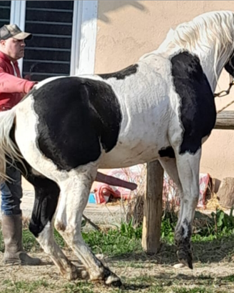 Stallone paint APHA