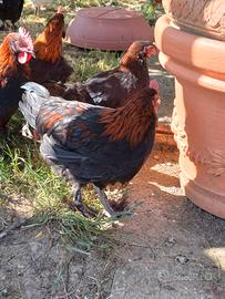 Gallo Marans