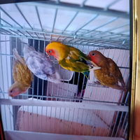 Inseparabili più gabbia