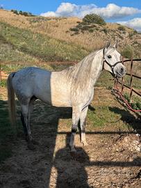 Cavallo