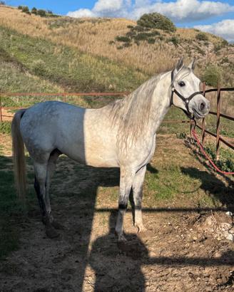 Cavallo