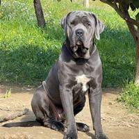Thor cane corso