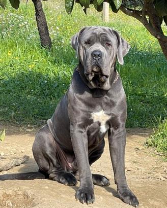 Thor cane corso