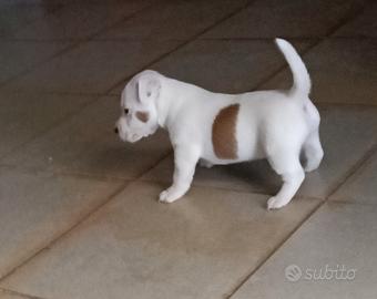 Jack russell pelo corto
