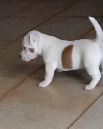 Jack russell pelo corto