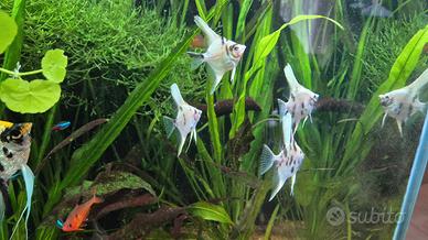 Pesce scalare