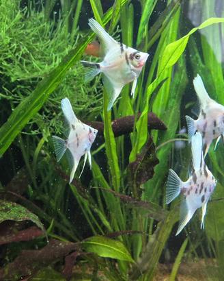 Pesce scalare