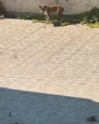 Animali
