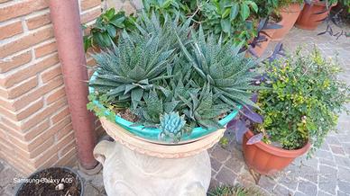 PIANTE GRASSE VARIE SPECIE
