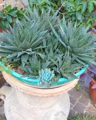 PIANTE GRASSE VARIE SPECIE