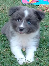 Cuccioli border collie 