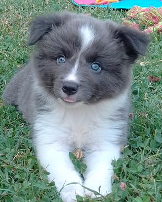 Cuccioli border collie 