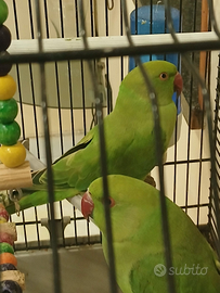 Parrocchetto dal collare