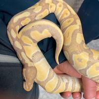 Pitone reale adulto albino morph banana