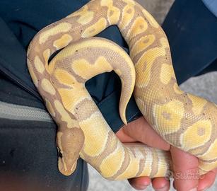 Pitone reale adulto albino morph banana