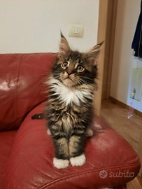 Maine coon cuccioli pedigree