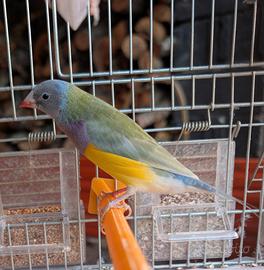 Diamante di gould pastello maschio 2026
