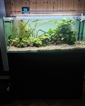 acquario 
