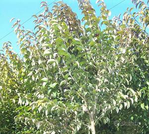 ALBERO DI LIGUSTRO GIAPPONESE Ligustrum japonicum