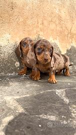Bassotto cioccolato Arlecchino