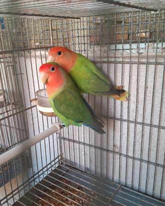 coppie inseparabili  e novelli