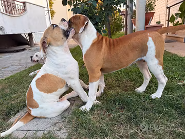 American bulldog