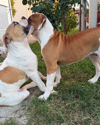 American bulldog