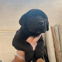 Cuccioli di cane corso