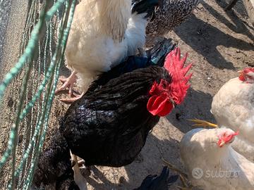 Gallo australorp è uno è mix