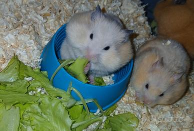 Cuccioli criceti