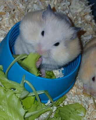 Cuccioli criceti