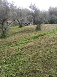 Terreno agricolo uliveti Pace del Mela