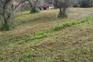 Terreno agricolo uliveti Pace del Mela