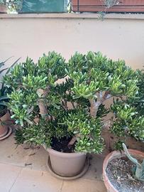 albero di giada